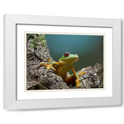 Gliding leaf frog White Modern Wood Framed Art Print with Double Matting by Fitzharris, Tim