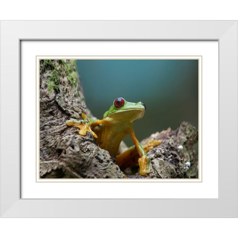 Gliding leaf frog White Modern Wood Framed Art Print with Double Matting by Fitzharris, Tim