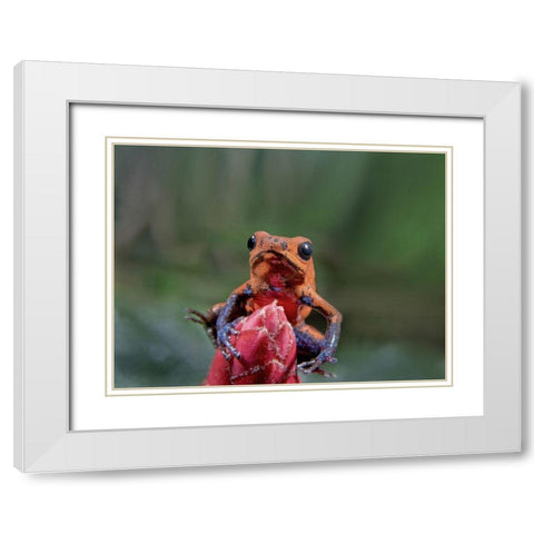 Blue jeans poison dart frog White Modern Wood Framed Art Print with Double Matting by Fitzharris, Tim