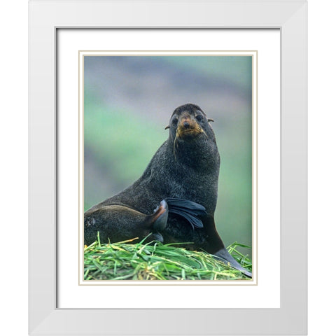 Northern Fur Seal White Modern Wood Framed Art Print with Double Matting by Fitzharris, Tim