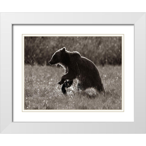 Grizzly bear Sepia White Modern Wood Framed Art Print with Double Matting by Fitzharris, Tim