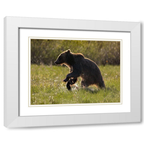 Grizzly bear White Modern Wood Framed Art Print with Double Matting by Fitzharris, Tim
