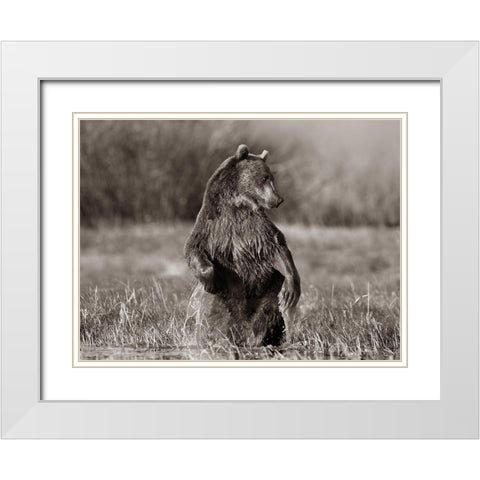 Grizzly bear Sepia White Modern Wood Framed Art Print with Double Matting by Fitzharris, Tim