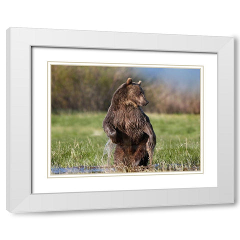 Grizzly bear White Modern Wood Framed Art Print with Double Matting by Fitzharris, Tim