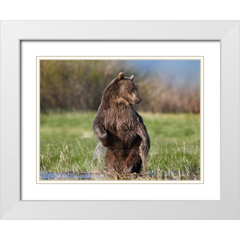 Grizzly bear White Modern Wood Framed Art Print with Double Matting by Fitzharris, Tim