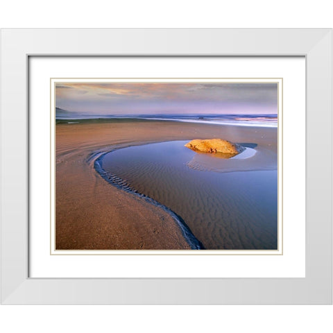 Seastars on rock Beach Six Olympic Natl Park WA White Modern Wood Framed Art Print with Double Matting by Fitzharris, Tim