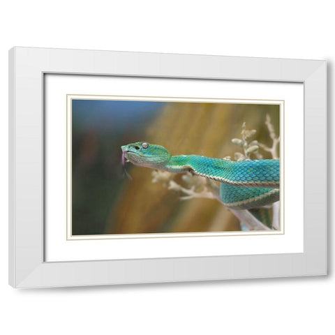 Side-striped palm pit viper snake White Modern Wood Framed Art Print with Double Matting by Fitzharris, Tim