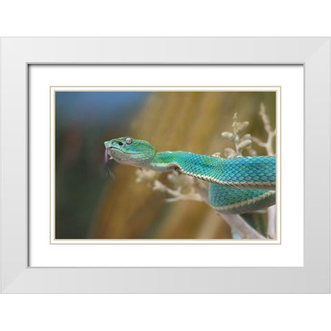 Side-striped palm pit viper snake White Modern Wood Framed Art Print with Double Matting by Fitzharris, Tim