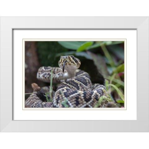 Eastern diamondback rattlesnake baby White Modern Wood Framed Art Print with Double Matting by Fitzharris, Tim