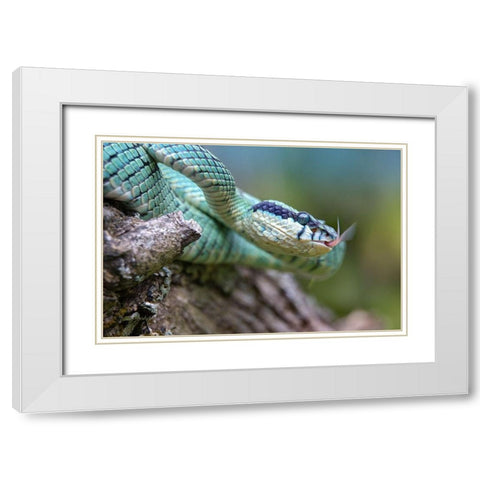 Green pit viper snake White Modern Wood Framed Art Print with Double Matting by Fitzharris, Tim
