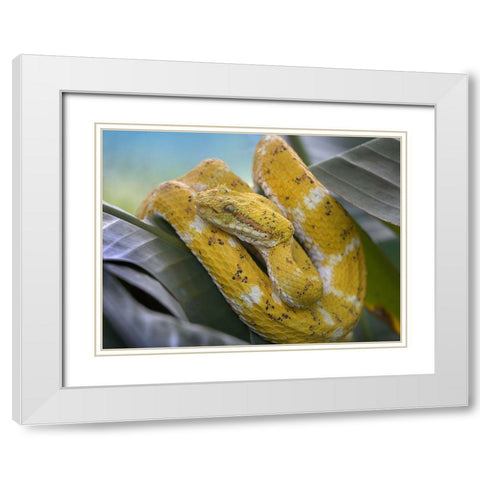 Yellow eyelash pit viper snake White Modern Wood Framed Art Print with Double Matting by Fitzharris, Tim