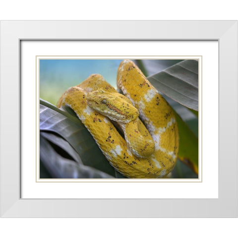 Yellow eyelash pit viper snake White Modern Wood Framed Art Print with Double Matting by Fitzharris, Tim