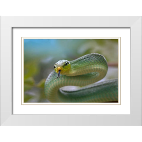 Red-tailed green rat snake White Modern Wood Framed Art Print with Double Matting by Fitzharris, Tim