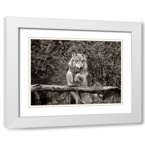 Gray wolf Sepia White Modern Wood Framed Art Print with Double Matting by Fitzharris, Tim
