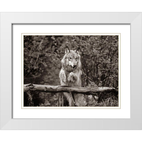 Gray wolf Sepia White Modern Wood Framed Art Print with Double Matting by Fitzharris, Tim