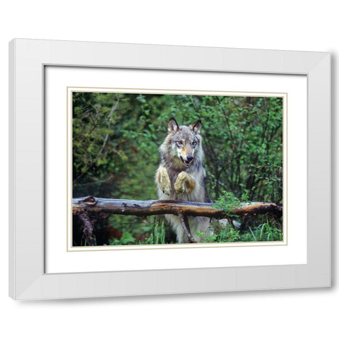 Gray wolf White Modern Wood Framed Art Print with Double Matting by Fitzharris, Tim