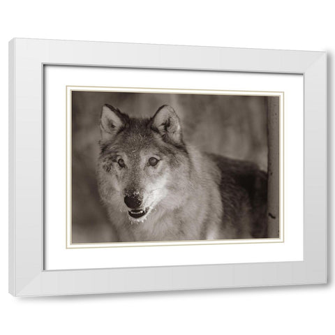 Gray wolf Sepia White Modern Wood Framed Art Print with Double Matting by Fitzharris, Tim