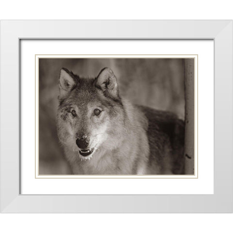 Gray wolf Sepia White Modern Wood Framed Art Print with Double Matting by Fitzharris, Tim