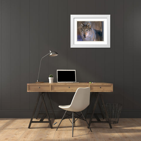 Gray wolf White Modern Wood Framed Art Print with Double Matting by Fitzharris, Tim