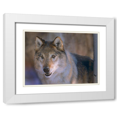 Gray wolf White Modern Wood Framed Art Print with Double Matting by Fitzharris, Tim