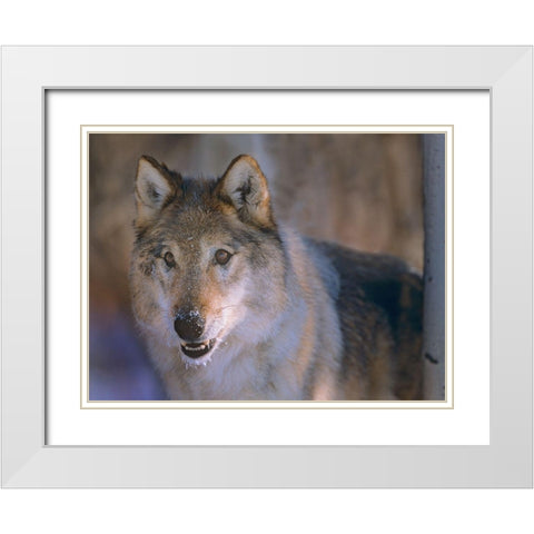 Gray wolf White Modern Wood Framed Art Print with Double Matting by Fitzharris, Tim