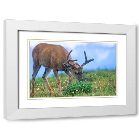 Mule eating lupines White Modern Wood Framed Art Print with Double Matting by Fitzharris, Tim