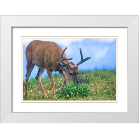 Mule eating lupines White Modern Wood Framed Art Print with Double Matting by Fitzharris, Tim