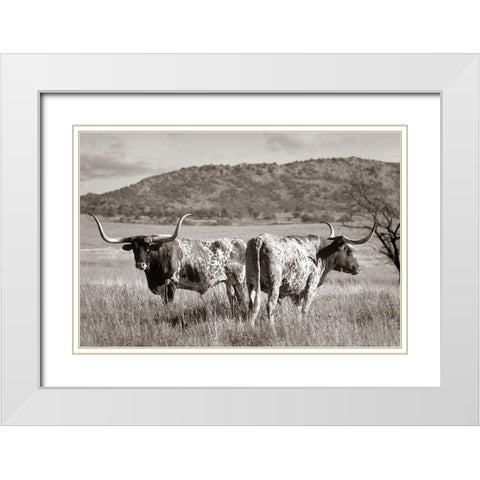 Longhorn cattle Sepia White Modern Wood Framed Art Print with Double Matting by Fitzharris, Tim