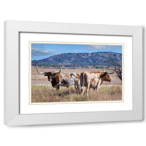 Longhorn cattle White Modern Wood Framed Art Print with Double Matting by Fitzharris, Tim