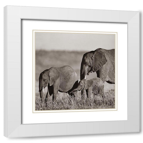 African elephants-Masai National Reserve-Kenya Sepia White Modern Wood Framed Art Print with Double Matting by Fitzharris, Tim