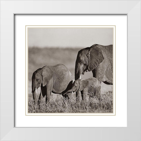 African elephants-Masai National Reserve-Kenya Sepia White Modern Wood Framed Art Print with Double Matting by Fitzharris, Tim