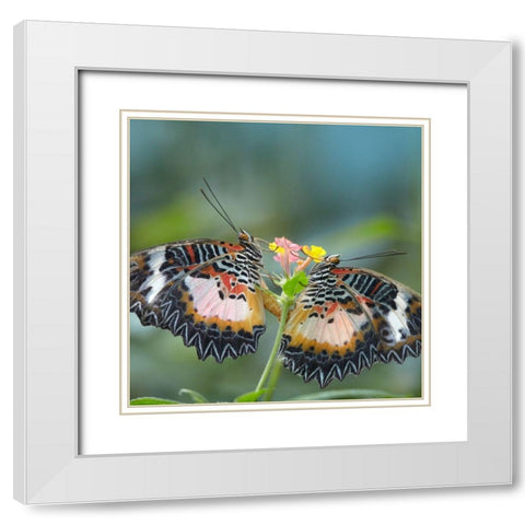 Cethosia luzonica butterflies mating White Modern Wood Framed Art Print with Double Matting by Fitzharris, Tim