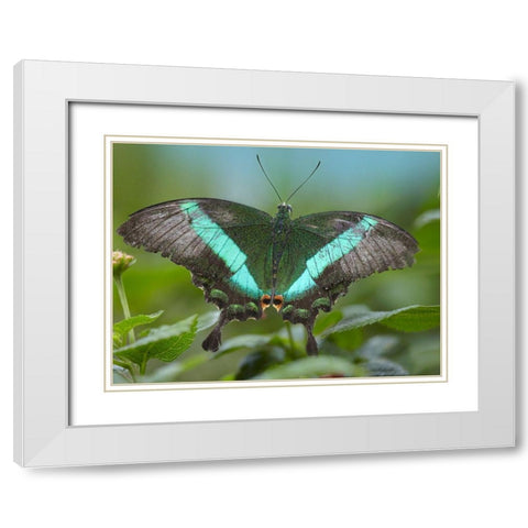 Local Queen butterfly-Papilio daedalus White Modern Wood Framed Art Print with Double Matting by Fitzharris, Tim