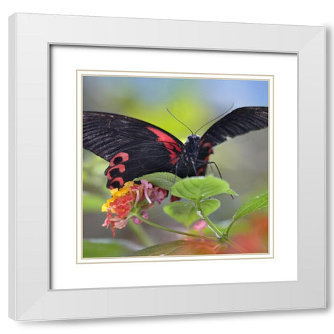 Buongon sailor butterfly-Papilio rumanzobia White Modern Wood Framed Art Print with Double Matting by Fitzharris, Tim