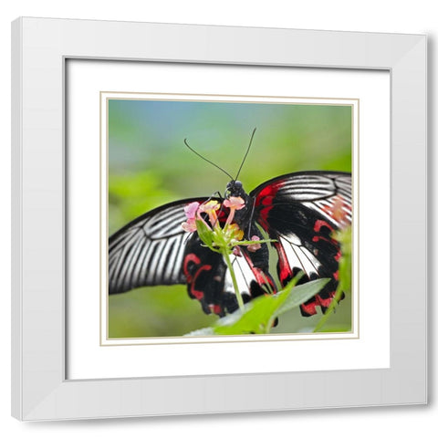 Citrus swallowtail butterfly-Papilio alphenor White Modern Wood Framed Art Print with Double Matting by Fitzharris, Tim