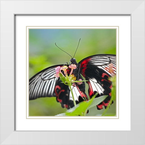 Citrus swallowtail butterfly-Papilio alphenor White Modern Wood Framed Art Print with Double Matting by Fitzharris, Tim
