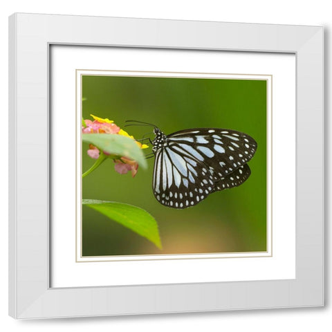White tree nymph butterfly-ideopsis juventa White Modern Wood Framed Art Print with Double Matting by Fitzharris, Tim