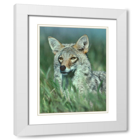 Coyote Grass White Modern Wood Framed Art Print with Double Matting by Fitzharris, Tim