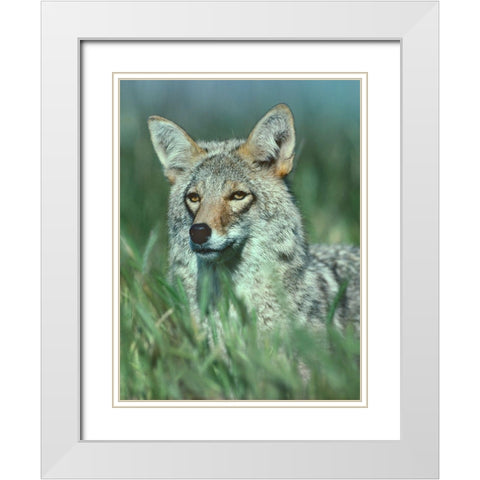 Coyote Grass White Modern Wood Framed Art Print with Double Matting by Fitzharris, Tim