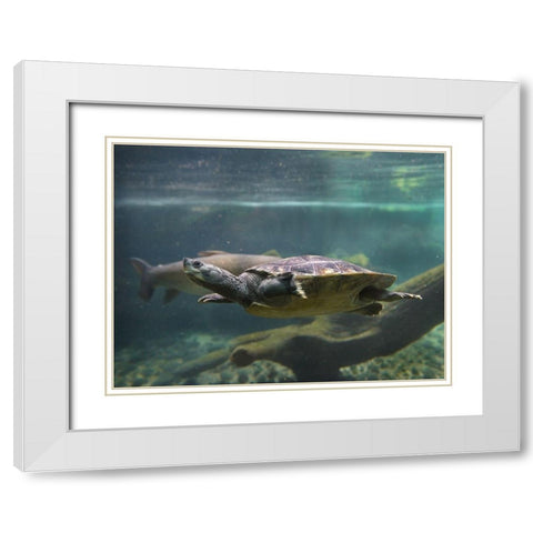 Malaysian pond turtle White Modern Wood Framed Art Print with Double Matting by Fitzharris, Tim