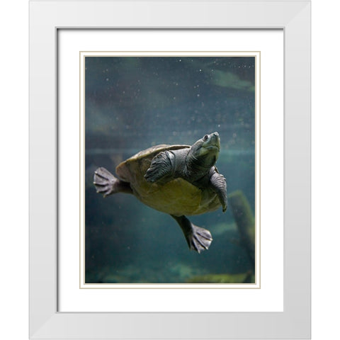 Malaysian pond turtle White Modern Wood Framed Art Print with Double Matting by Fitzharris, Tim