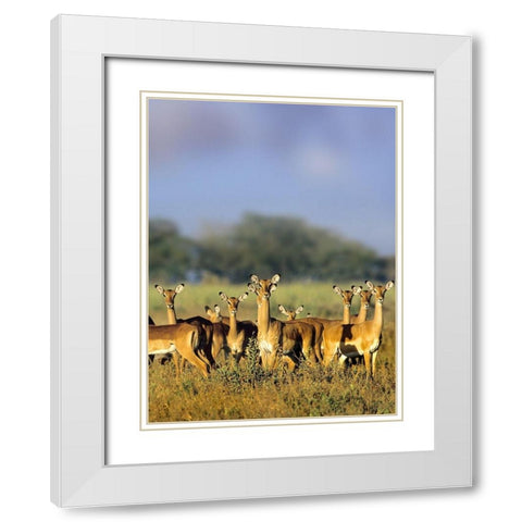 Impala herd-Amboseli National Park-Kenya White Modern Wood Framed Art Print with Double Matting by Fitzharris, Tim