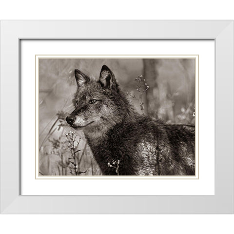 Gray wolf Sepia White Modern Wood Framed Art Print with Double Matting by Fitzharris, Tim