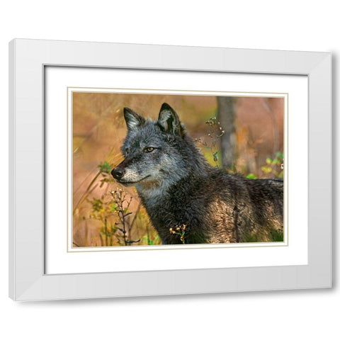 Gray wolf White Modern Wood Framed Art Print with Double Matting by Fitzharris, Tim