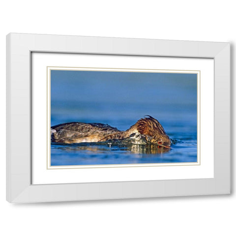 Common merganser-Ding Darling National Wildlife Refuge-Florida White Modern Wood Framed Art Print with Double Matting by Fitzharris, Tim