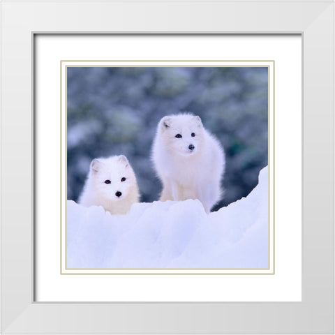 Arctic fox-Churchill-Manitoba White Modern Wood Framed Art Print with Double Matting by Fitzharris, Tim