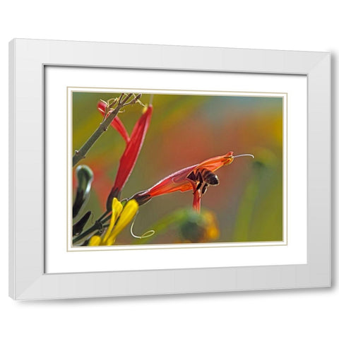 Honey Bee in chuparosa White Modern Wood Framed Art Print with Double Matting by Fitzharris, Tim