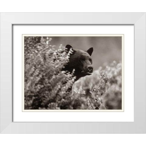 Black bear in underbrush Sepia White Modern Wood Framed Art Print with Double Matting by Fitzharris, Tim