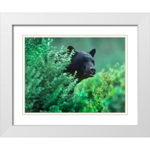 Black bear in underbrush White Modern Wood Framed Art Print with Double Matting by Fitzharris, Tim