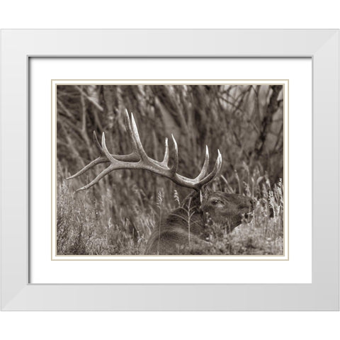 Bull elk-Colorado Sepia White Modern Wood Framed Art Print with Double Matting by Fitzharris, Tim
